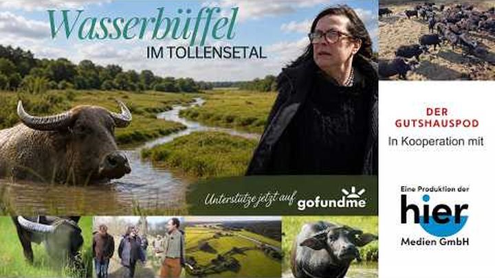 Wasserbüffel im Tollensetal video thumbnail, 1 of 3