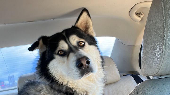 Desperately needed funds for Huskies campaign photo, 1 of 7