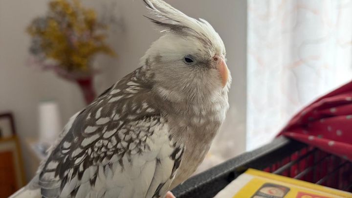 Gofundme for my sick bird campaign photo, 1 of 5