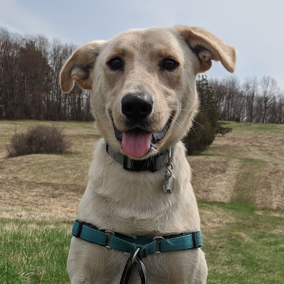Italian Greyhound Yellow Lab Mix