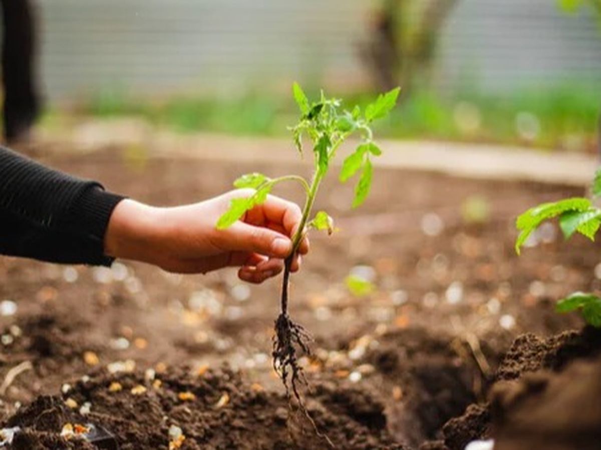 Support KOR Kids' Greenhouse Project campaign photo, 1 of 4