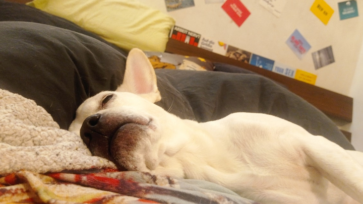 Loki braucht eine Operation campaign photo, 1 of 8