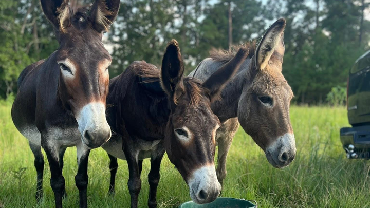 Donkeys in need campaign photo, 1 of 7