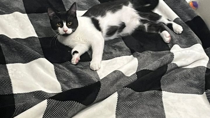 Support for Portland Community Cat Caregiver campaign photo, 1 of 7