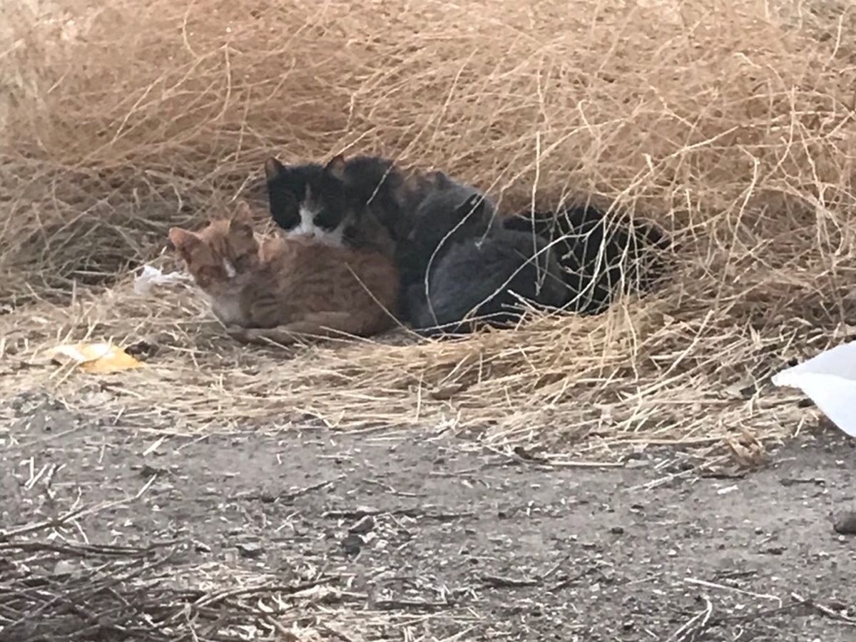 Scaredy Cats TNR