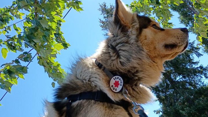 Help my ESA pup with life changing surgery campaign photo, 1 of 13