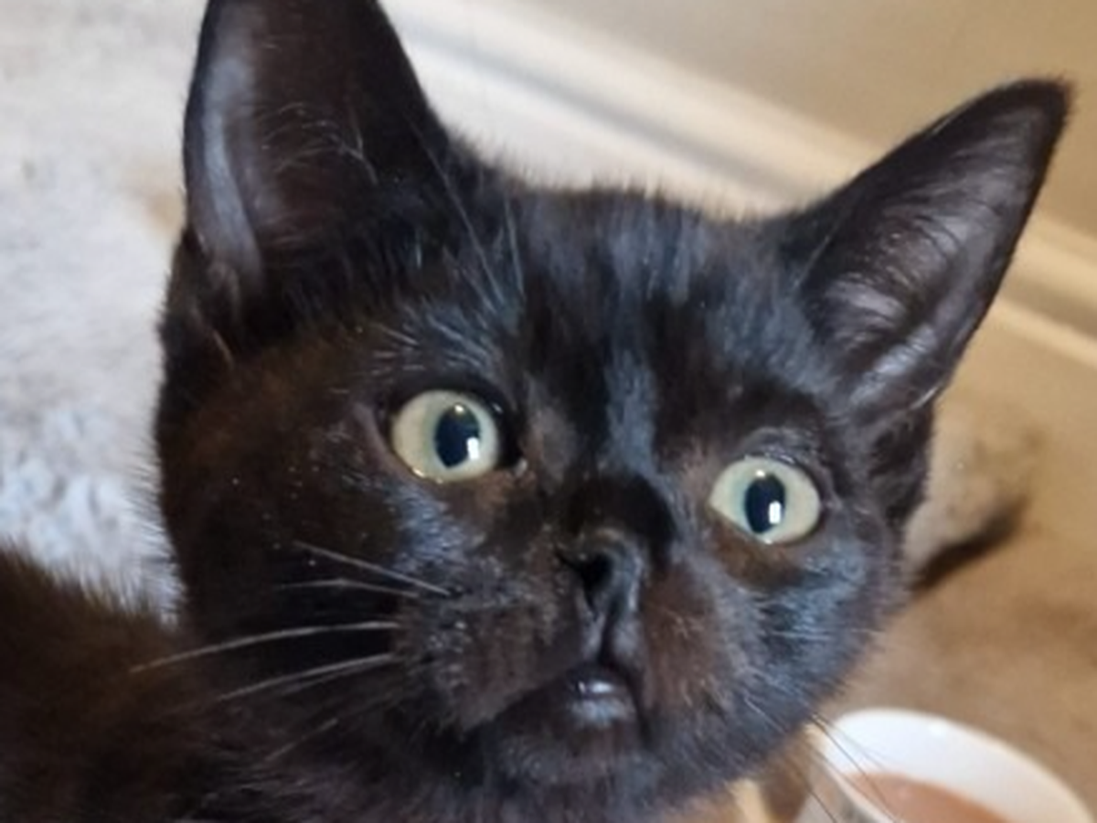 'Nostrildamus' - The kitten with one nostril campaign photo, 1 of 7