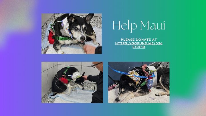 Helping Maui Recover After Emergency Surgery campaign photo, 1 of 8