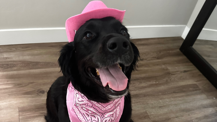 Help Mila Heal Her ACL campaign photo, 1 of 8