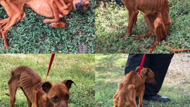 Main fundraiser photo