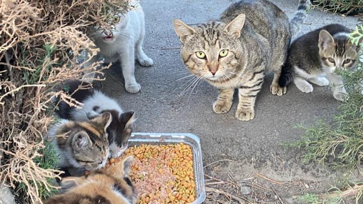 Help Lisette Feed and Heal Stray Cats campaign photo, 1 of 8