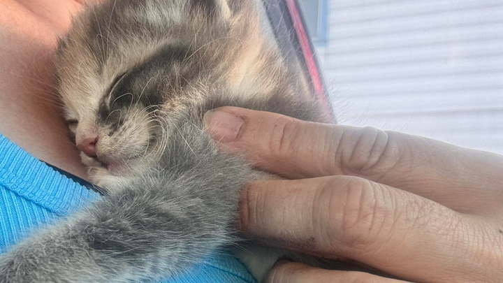 Support Kelley Beuth's Cat Rescue Mission campaign photo, 1 of 3
