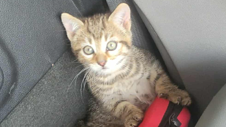 Help Gus the Kitten Get Feline Leukemia and FIV Testing campaign photo, 1 of 8