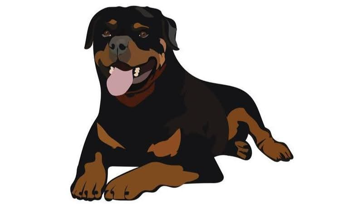 Benidorm or Bust for Rottweiler welfare association campaign photo, 1 of 2