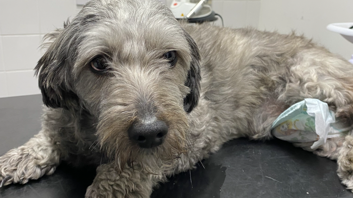 Help Mignon's Emergency Vet Bill campaign photo, 1 of 8