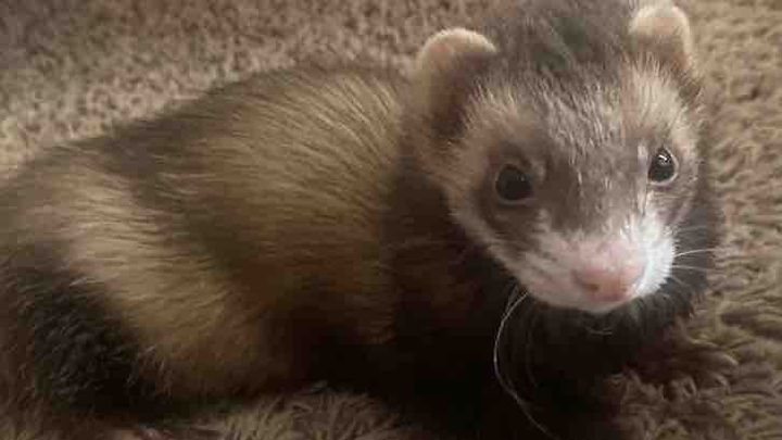 Help Save Roscoe’s Life campaign photo, 1 of 2