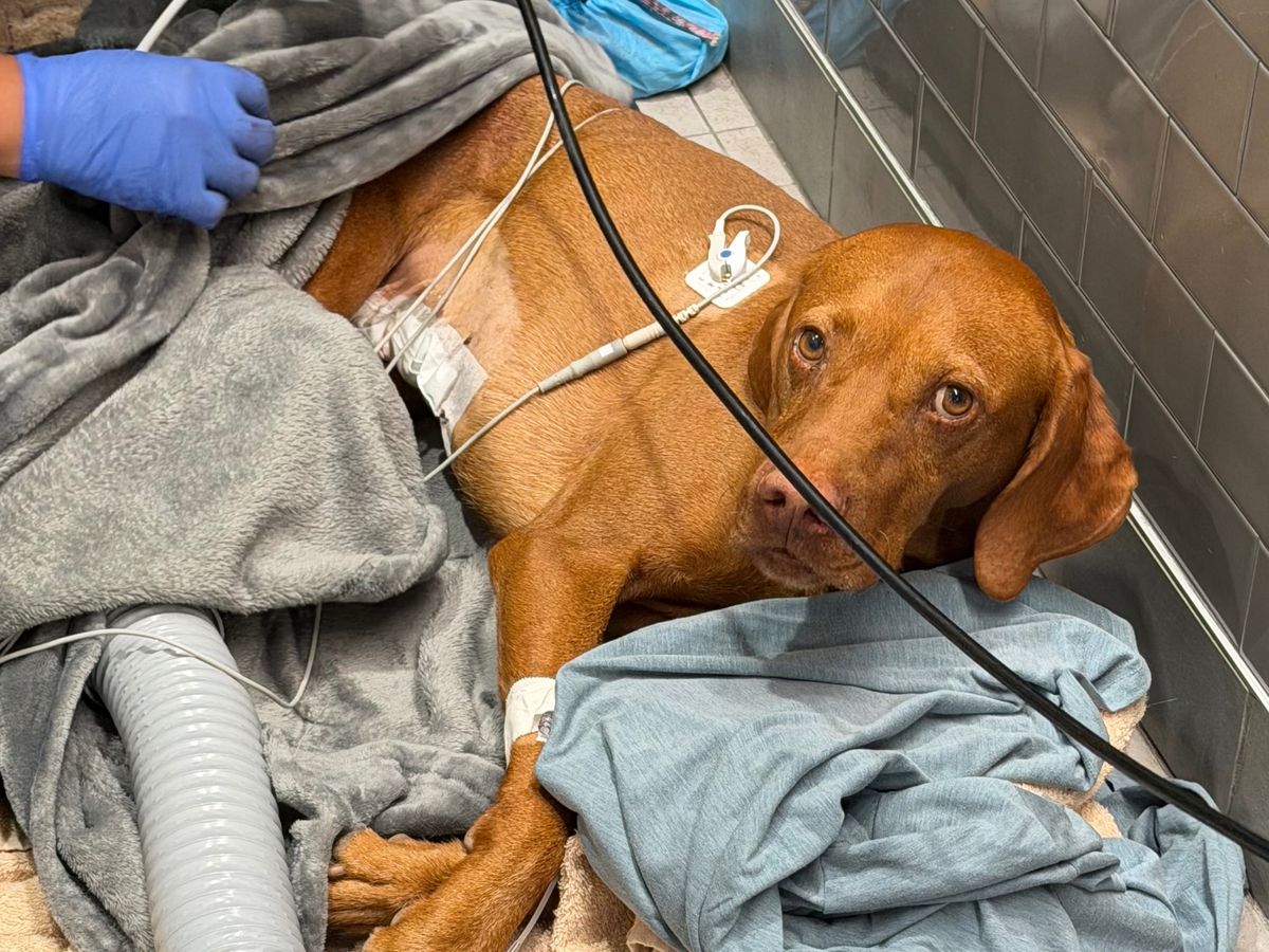 Help Oslo Recover from Emergency Surgery campaign photo, 1 of 8