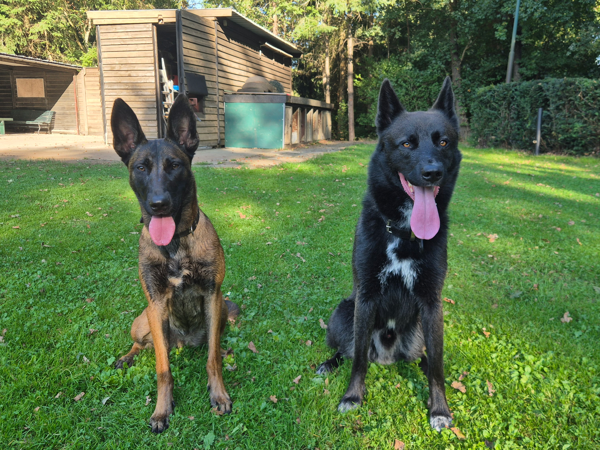 Help Save Rose & Other dogs campaign photo, 1 of 8