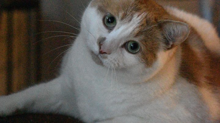 Support Julien’s Vet Bills and Recovery campaign photo, 1 of 7