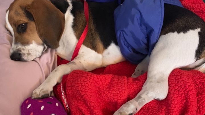 Jack the puppy needs surgery campaign photo, 1 of 2