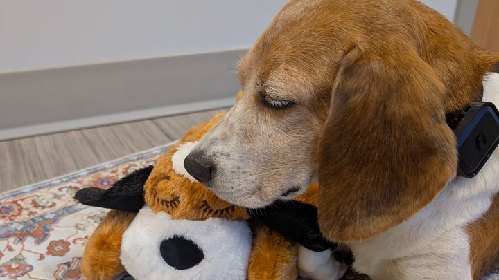 Help Princess Peach Heal: From Lab Number to Loved campaign photo, 1 of 12