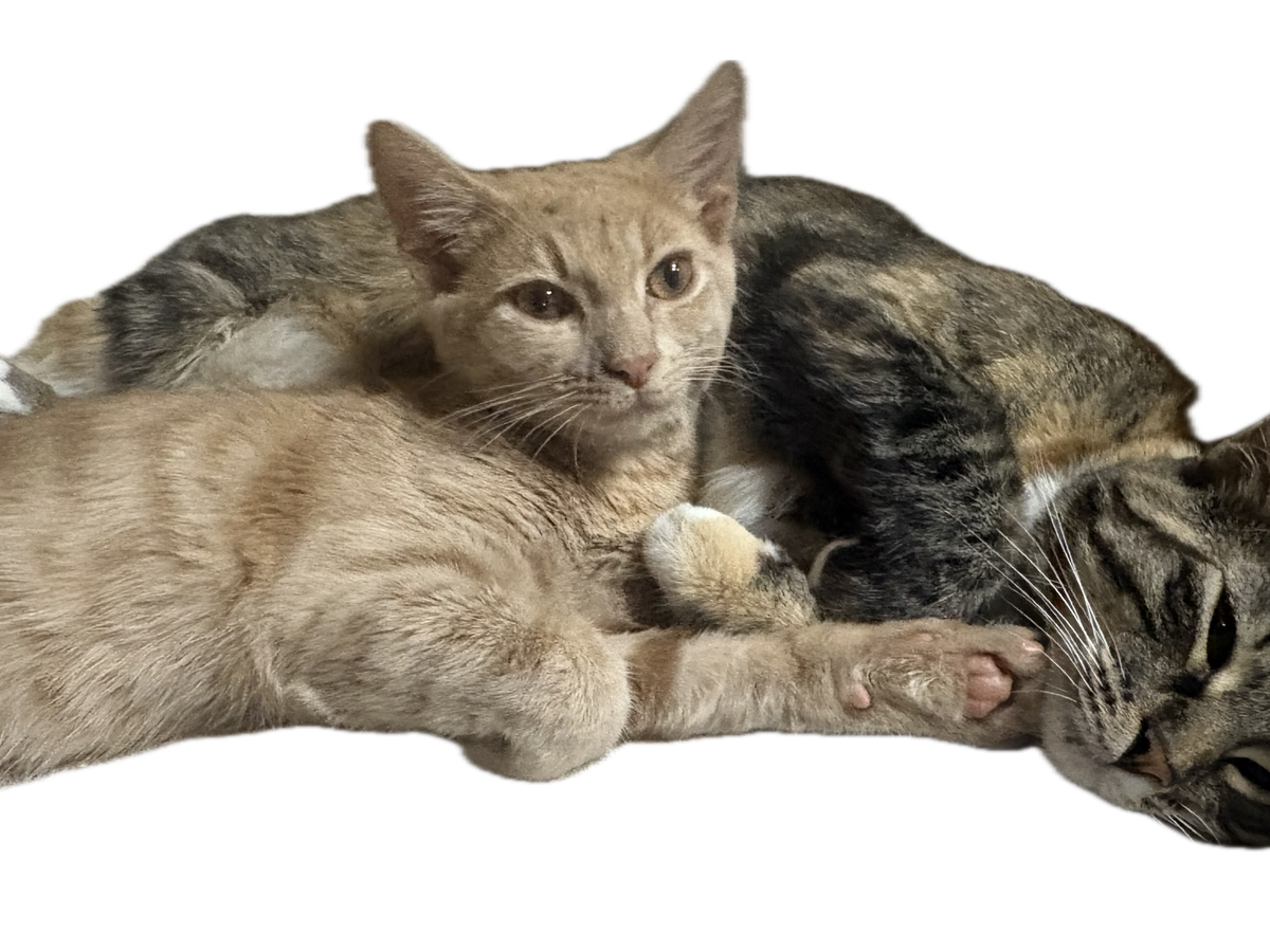 Amnimal Rising Fundraiser by iszac marchant : Dani Rescues Animal Sanctuary