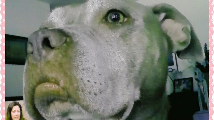 Gracie Needs Another Surgery campaign photo, 1 of 3