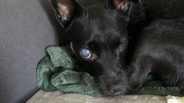 Please help with Lunas 2nd eye removal surgery… campaign photo, 1 of 5