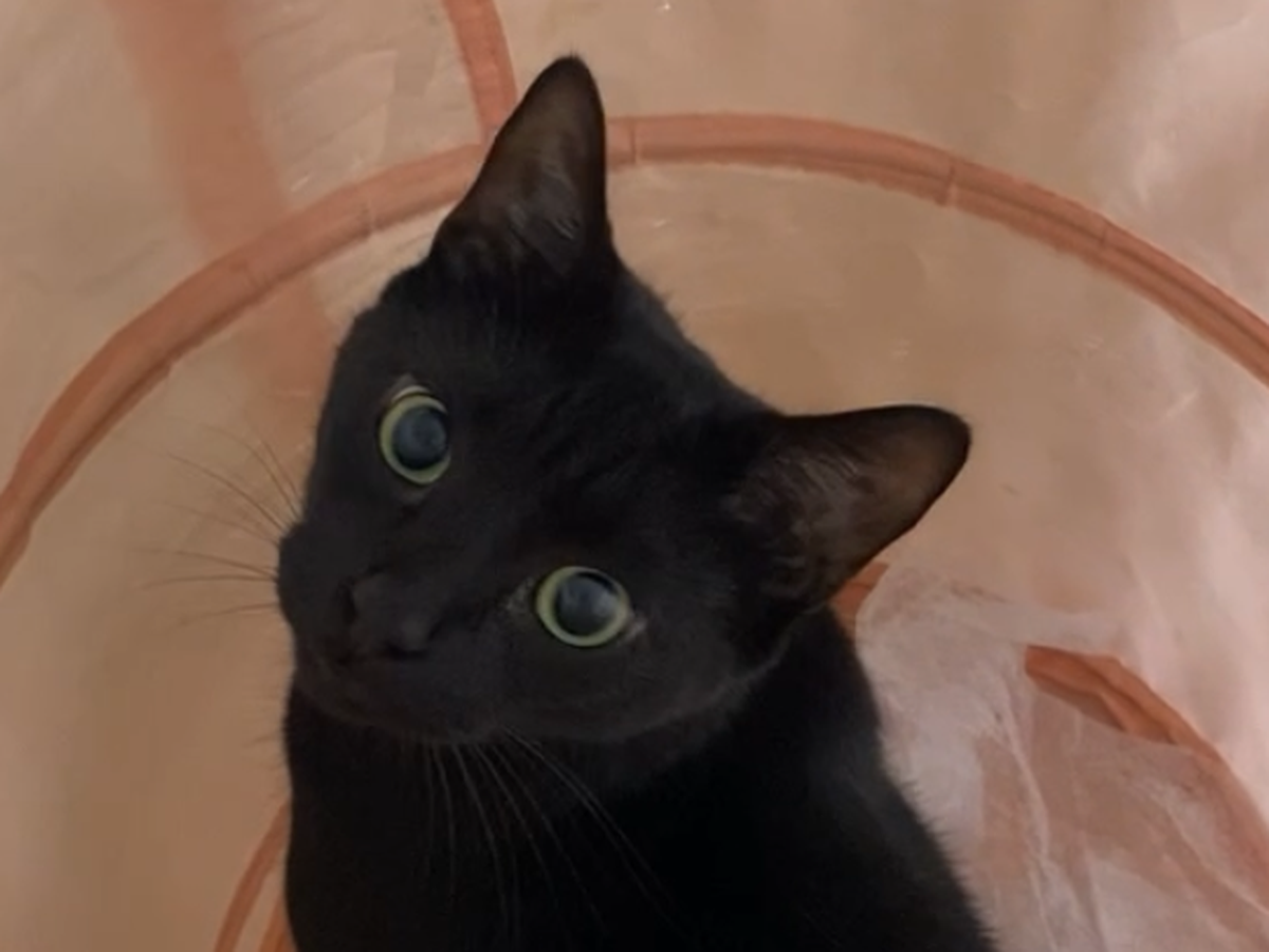 Save Chance: Urgent Help Needed campaign photo, 1 of 2