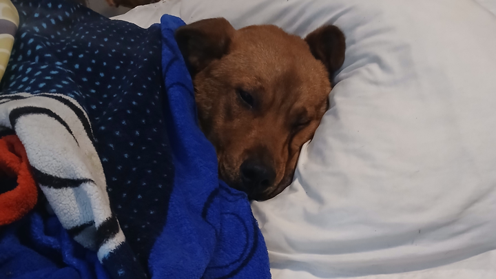 Support Bobo's Recovery and Future Adventures campaign photo, 1 of 3