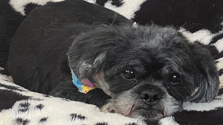 Donate to Midnight's Life-Saving Kidney Surgery campaign photo, 1 of 3