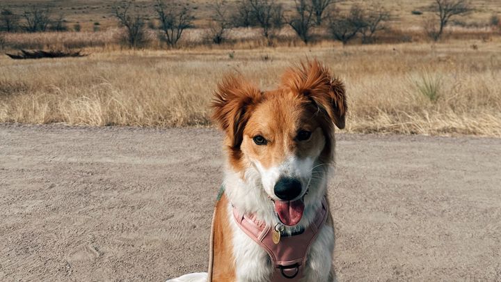 Help Our Rescue Dog Get Surgery campaign photo, 1 of 8