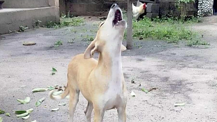 Gambia Trap Neuter Release campaign photo, 1 of 7