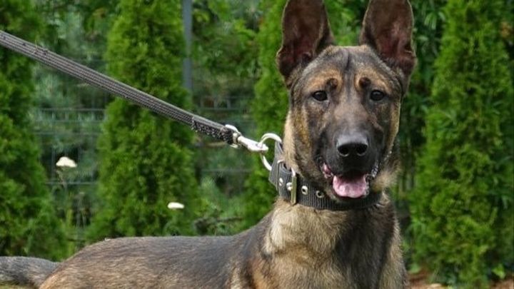 Help Save K9 Big Al’s Leg campaign photo, 1 of 5