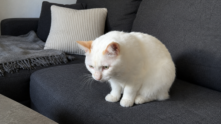 Support Luna's Journey to a Pain-Free Life campaign photo, 1 of 4