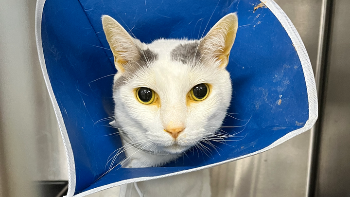 Gordo’s surgery and treatment campaign photo, 1 of 8
