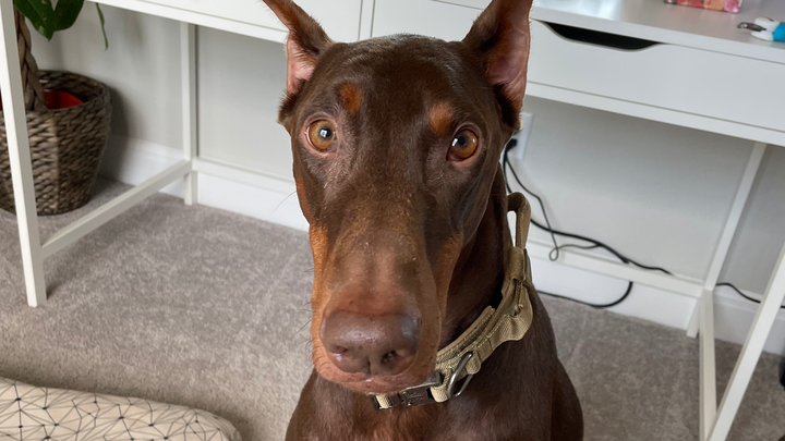 Help Gunner Get Life-Saving Surgery campaign photo, 1 of 8