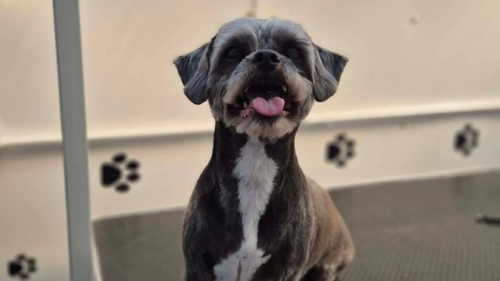 my best friend Dipper (the hairy little man in the pictures) campaign photo, 1 of 4