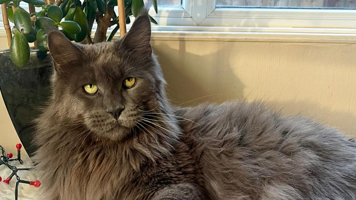 Help save maine coon boy campaign photo, 1 of 4