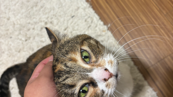 Help save peaches, Lilys beloved cat Needs urgent care campaign photo, 1 of 4