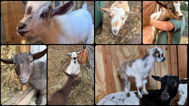Help Us Rebuild Dragonfly Point Acres After Our Barn Fire campaign photo, 1 of 5
