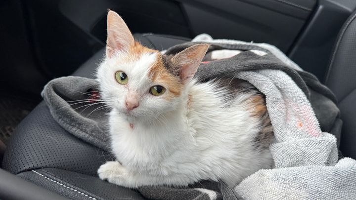 Fundraiser by Shannon Sanzi : Donate to Save Peachy's Life and