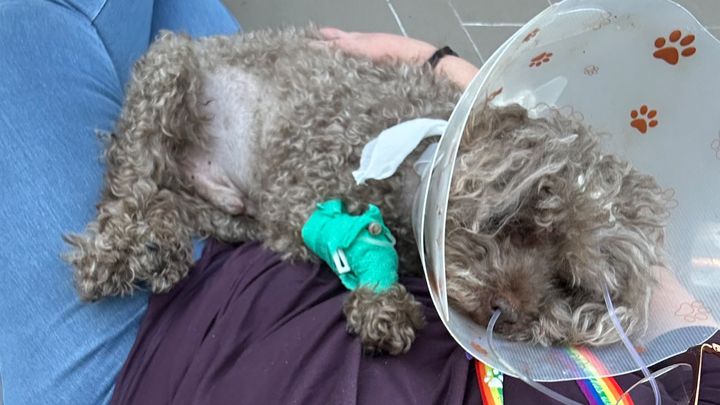 Fundraiser By Leah Brown : Mighty Murphy Needs Help With His Vet Bills