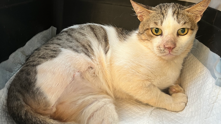 Barry needs help to heal and has a long journey ahead of him campaign photo, 1 of 8