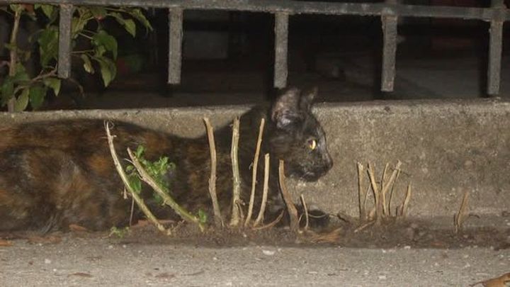 Metro Cat Rescue Homeless Moms campaign photo, 1 of 3