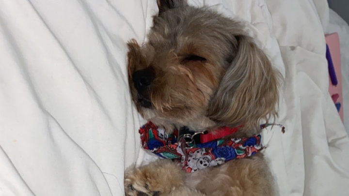 Urgent Care Needed for Junior's Recovery campaign photo, 1 of 7