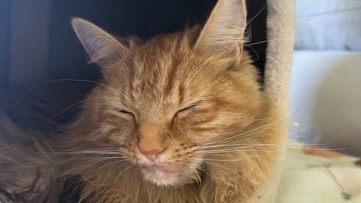 Help Charlie the Orange Kitty Heal campaign photo, 1 of 3
