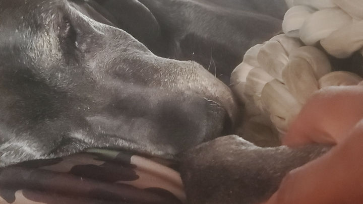 Help Me Say Goodbye to Ms. Phylis Wheatley...my Great Dane campaign photo, 1 of 7