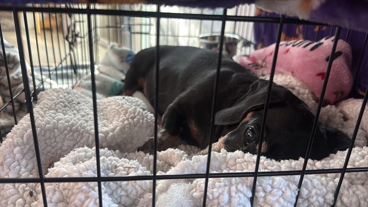 Help Luna Walk Again: Her Road to Recovery campaign photo, 1 of 7