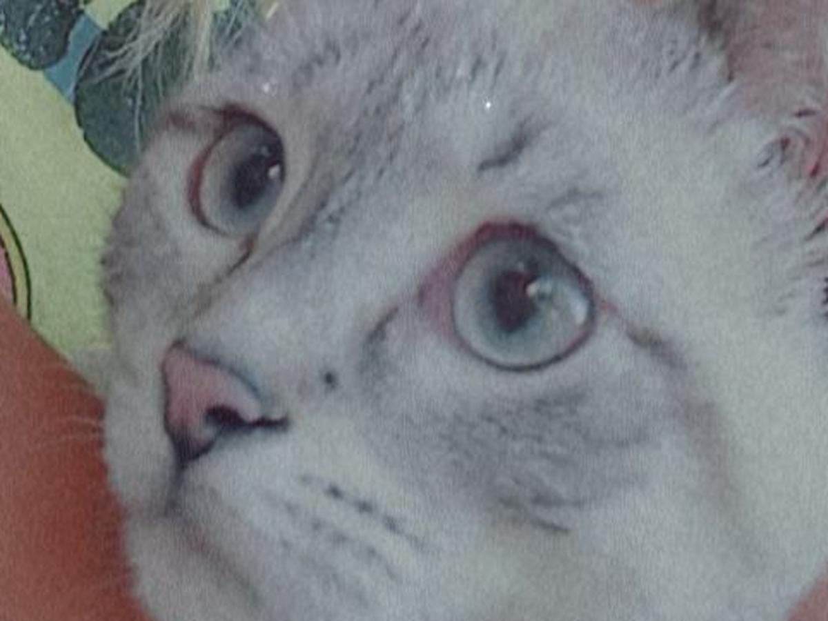 Help Support Lily's Eye Surgery campaign photo, 1 of 8